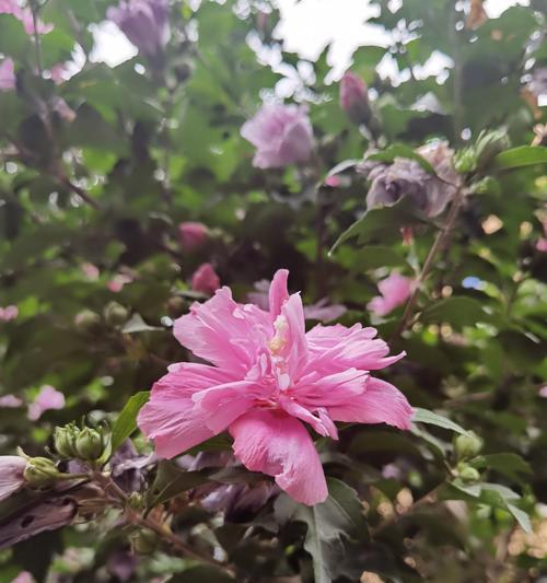 室内种植木槿花的方法与技巧（打造居家花园享受花开的美好）