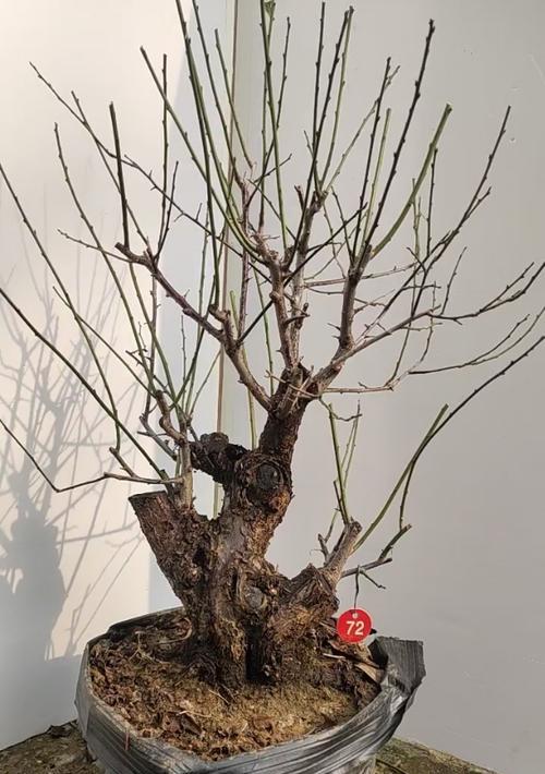 红梅盆景——春意盎然的艺术之美（恢弘自然与凝练精致的交融）