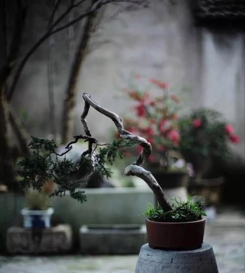 茶叶不仅可以泡水，还能做花土？（探究茶叶花土的制作及使用）