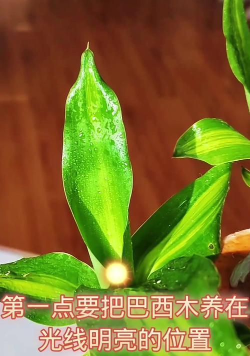 以巴西木分株的方法与技巧（掌握分株关键，让巴西木生长更健康）