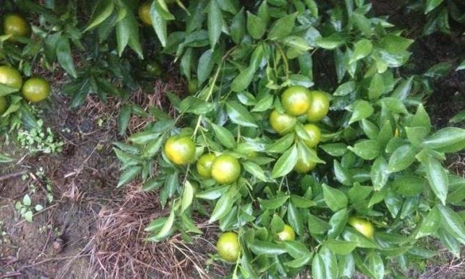 芦柑籽种植指南（从种子到果实的全过程）