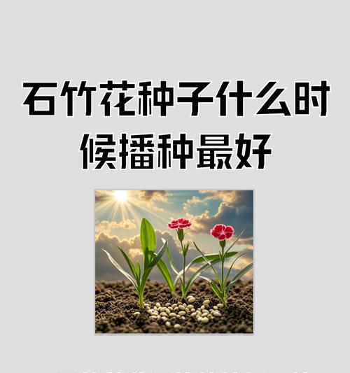 以海石竹怎么种植？（从选址到养护，打造美丽花坛）