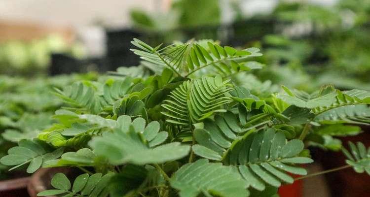 含羞草的神奇叶子形状（探秘含羞草叶片的奇妙变化与生理原理）
