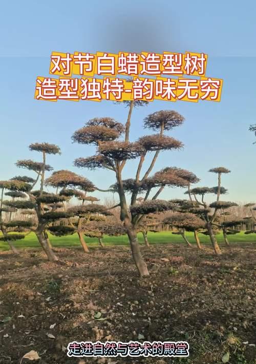 白腊树的养殖技巧大揭秘（学习白腊树的养殖技巧，让你的花园更加美丽）