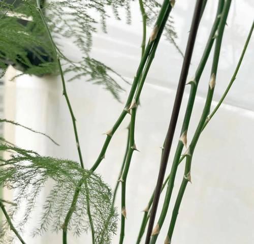 以文竹修剪的技巧与效果（打造独特造型，美化家居环境）