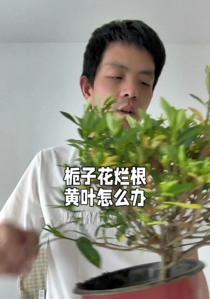 盆养栀子花的技巧与经验（打造美丽的栀子花盆栽，从养护到繁衍一网打尽）