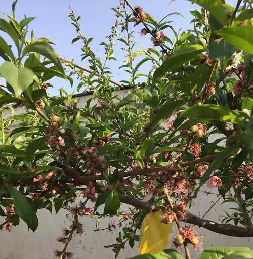 种植桃树的适宜条件（桃树种植指南——如何选择适宜的环境）
