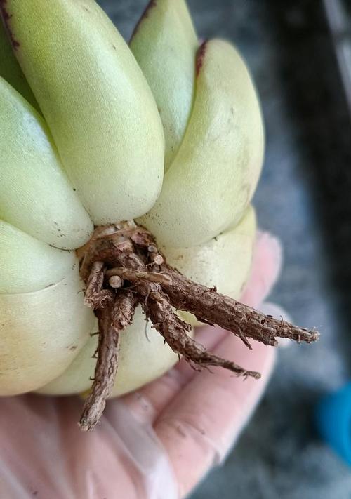 多肉晾根修剪指南（掌握关键技巧，打造健康多肉）