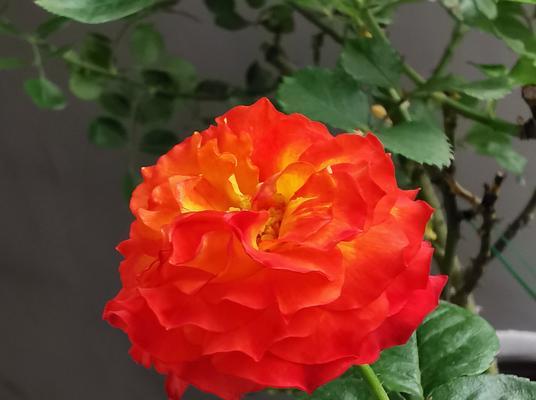 探寻可可的历史、品种及其制作工艺（探寻可可的历史、品种及其制作工艺）