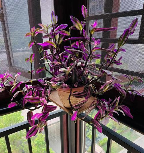 鲜花蔫了怎么办？（教你如何拯救蔫萎的鲜花）