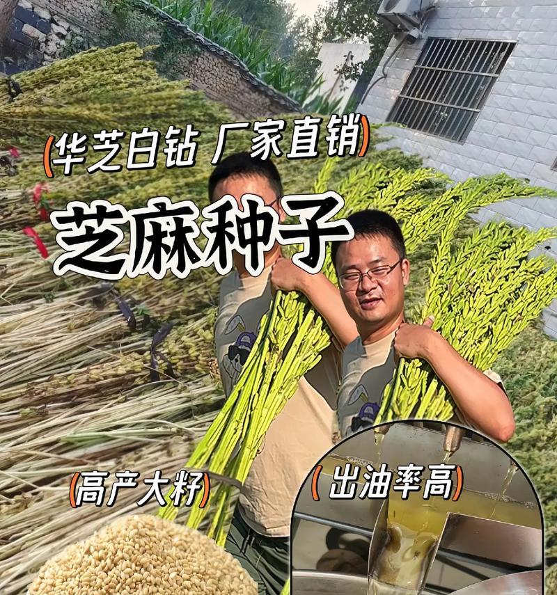 探秘黑芝麻的种植技巧（了解黑芝麻的生长环境与播种时间，让收成更丰硕）