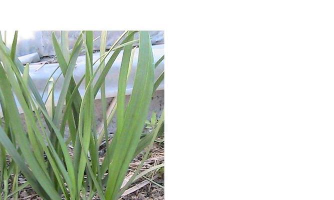 如何选择适合自己种植的韭菜品种（品种选择攻略，让你轻松上手）