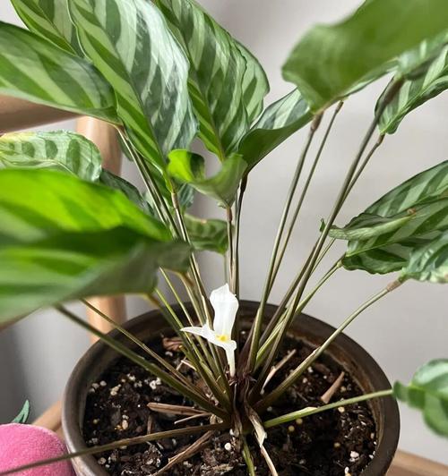 如何拯救枯萎的银羽竹芋花（教你一招，让枯萎的花儿重新焕发生机）