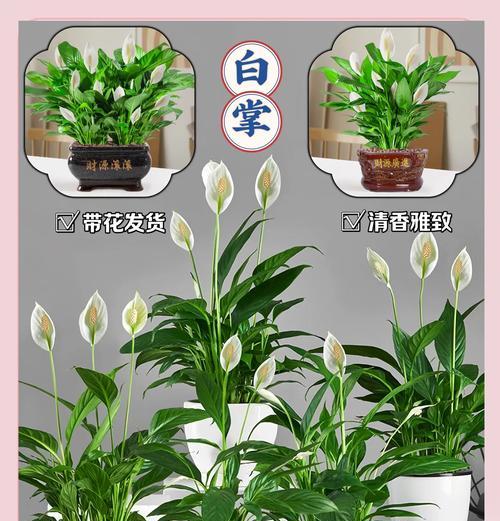 白掌养殖秘籍(白掌养殖技巧,让花朵绽放绚烂生机)