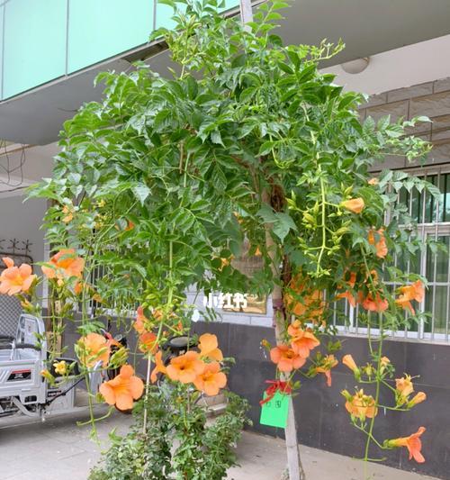 《凌霄花的培养与养护技巧》（打造迷人花园的必备指南）