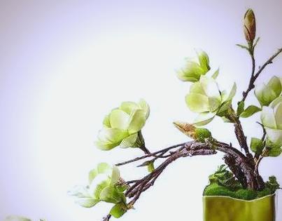玉兰盆栽养护全攻略（打造美丽室内花园的关键——玉兰盆栽的养护技巧）