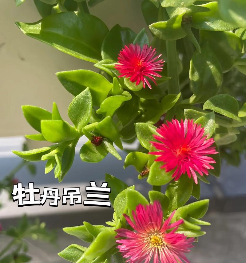 冬季如何养护牡丹吊兰（牡丹吊兰冬季养护技巧，助您打造温暖的室内花园）