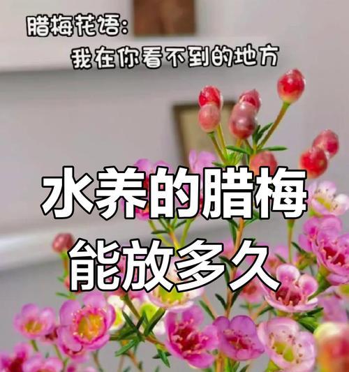 腊梅枝养护指南（打造盛开绚丽的腊梅花园）