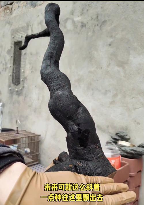 种植有根金弹子树的技巧与经验（打造美丽环保的家园，以有根金弹子树为例）
