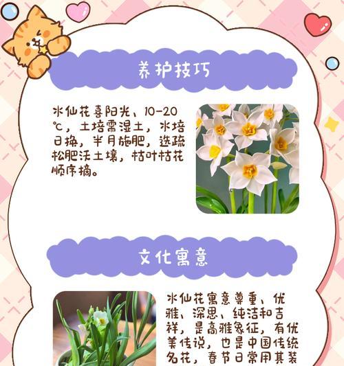 水仙花的花期和特点（水仙花开花时间、花色、香味和生长环境）