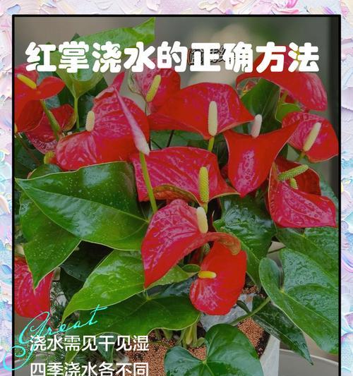 红掌尖发黄的原因及治疗方法（探究红掌尖发黄的病因，提供有效的治疗方法）