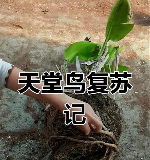 如何正确修剪天堂鸟黄叶（科学修剪方法，让天堂鸟黄叶更美丽）