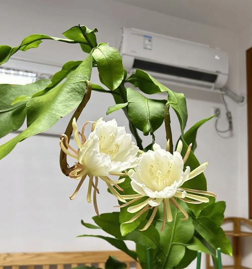 昙花怎样种植易开花？（掌握关键技巧，让昙花盛开不停歇）