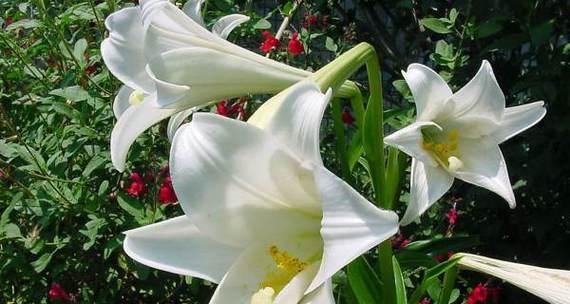 百合花的养护之道（让百合花在家中绽放光彩，享受长久的生命）