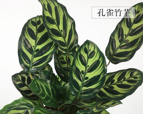 双线花卉的养护方法（学习双线花卉养护，让你的花园更加绚丽多彩）