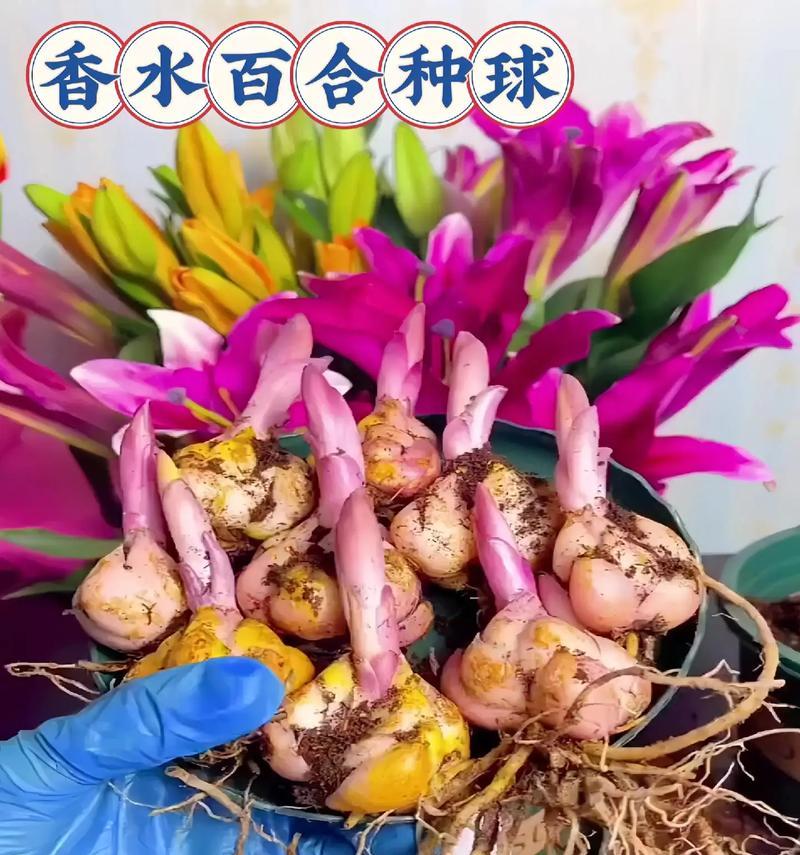 百合花谢后的保养技巧（延长香水百合花的寿命与美丽）