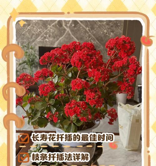 花的扦插技巧与方法（通过扦插方法让花木繁衍生息）