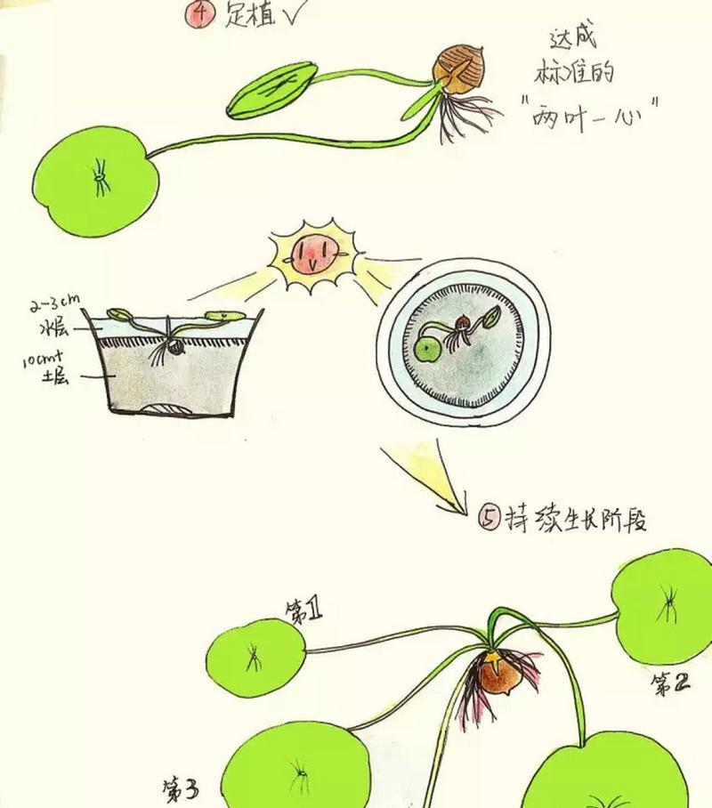 荷花种子的培育与生长过程（揭秘荷花种子的奥秘，带你了解荷花生命周期）