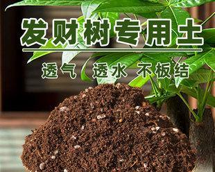 柳叶莲华的种植技巧（配土方法与土壤选择）