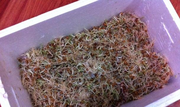 用瓜子皮做花的肥料，让花草生机盎然（废物利用，瓜子皮肥料助力花草生长）