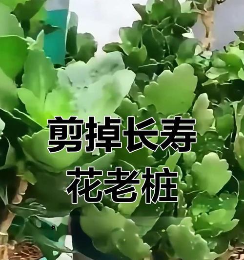 长寿花培植技巧（掌握关键诀窍，让长寿花盛放春光）