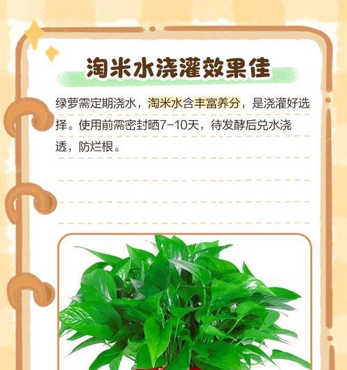 绿萝花盆存水的处理方法（有效解决绿萝花盆内积水问题，避免根部腐烂）