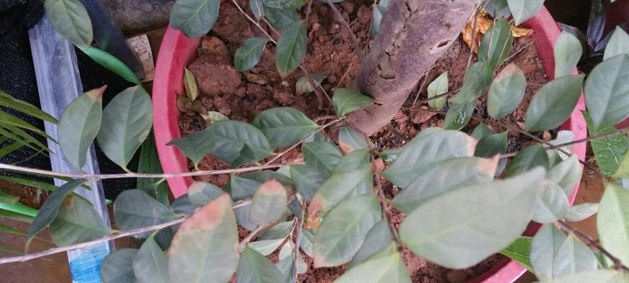 茶花叶子为何发黄？（探究茶花叶子发黄的原因及解决方法）