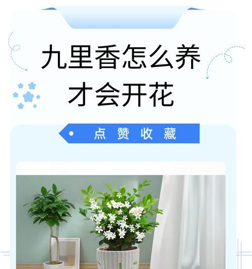 九里香的养殖方法与注意事项（从选址到收获，你需要知道的一切）