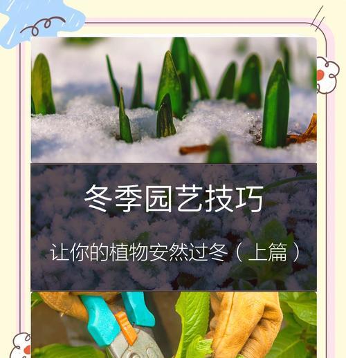秋季植物的冬季生存之道（探索秋季植物如何适应严寒的冬季环境）