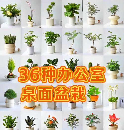 白柄粗肋草的种植技巧与养护要点（打造优美花坛，尽显白柄粗肋草的魅力）