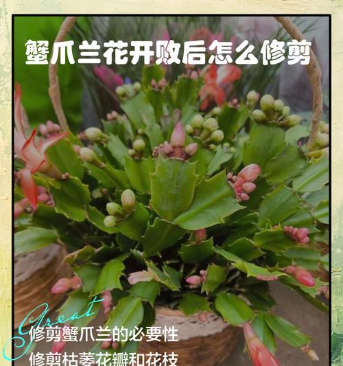 如何修剪蟹爪兰的太短枝条（有效修剪方法，让蟹爪兰茂盛生长）