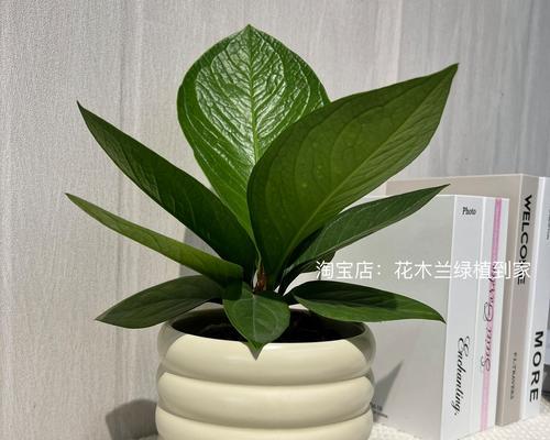 以植物鸟巢怎么养（打造温馨宜人的居所）