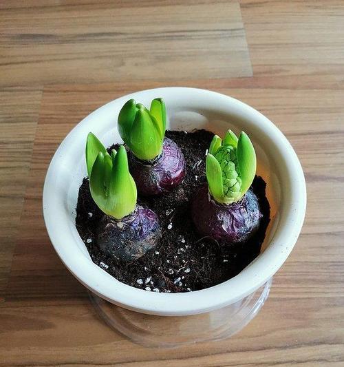 风信子种植指南（如何在土里种植美丽的风信子）