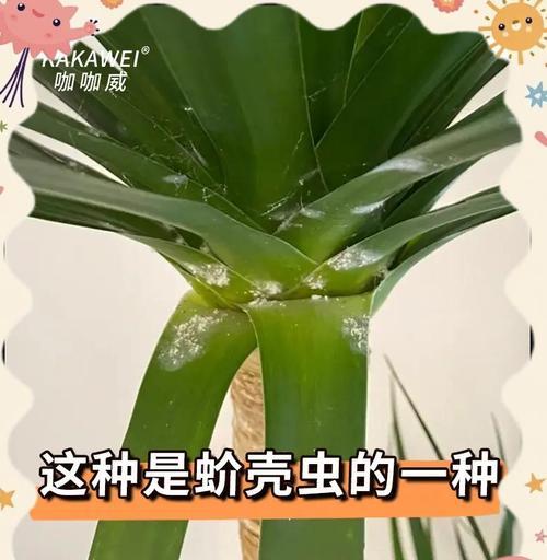 如何处理盆栽长虫问题（简单有效的方法帮助你摆脱盆栽长虫的困扰）