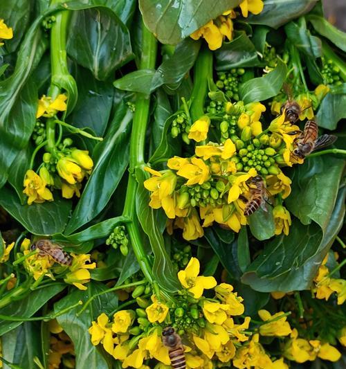 广州冬季适合种植的蔬菜种类（寒冷季节里的农耕之乐）