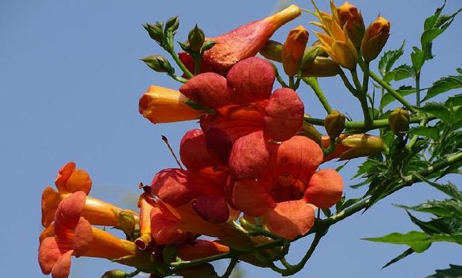 令人惊叹的凌霄花生长速度（一年能长多少？速度快慢分析）