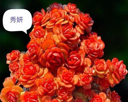 大和锦开花后的养护指南（打造绚丽花海，享受花卉盛宴）