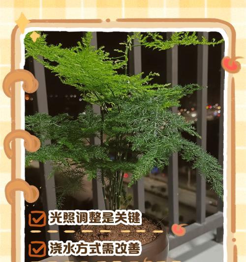 文竹盆太大如何更换？（解决方法和技巧）
