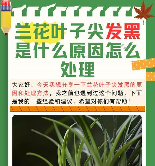如何让兰花叶子变色（探索兰花叶子变色的方法与技巧）