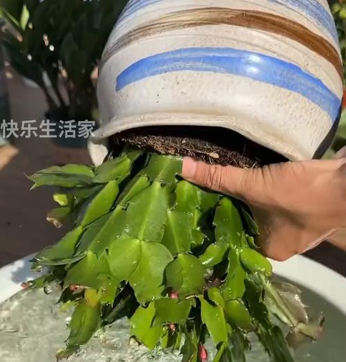 冬季蟹爪莲的浇水技巧（科学浇水，让冬季蟹爪莲茁壮成长）